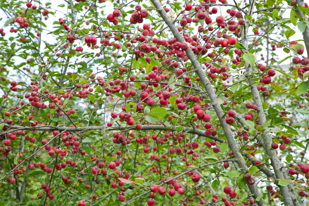 树上挂着海棠果