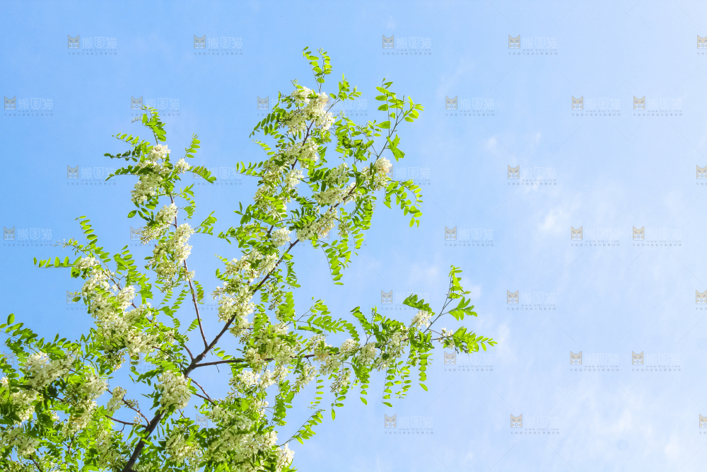 槐树槐花