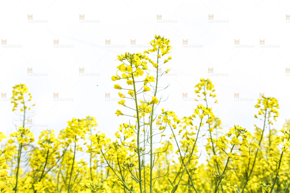 地里的油菜花