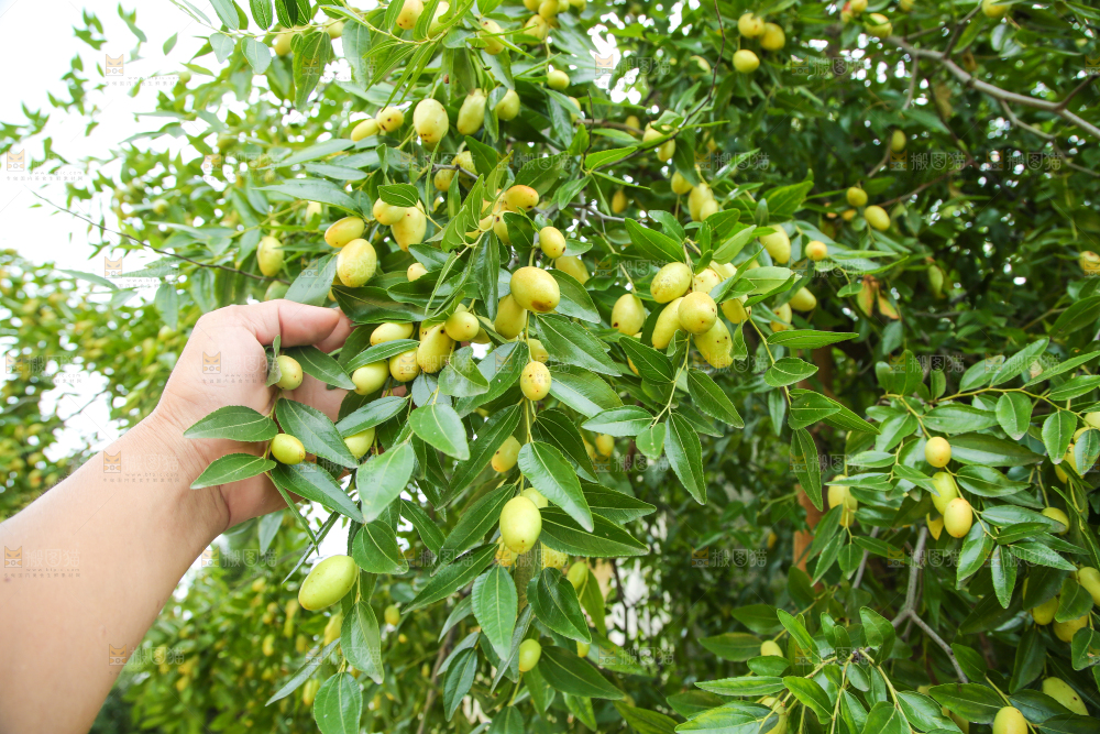 树上的枣子