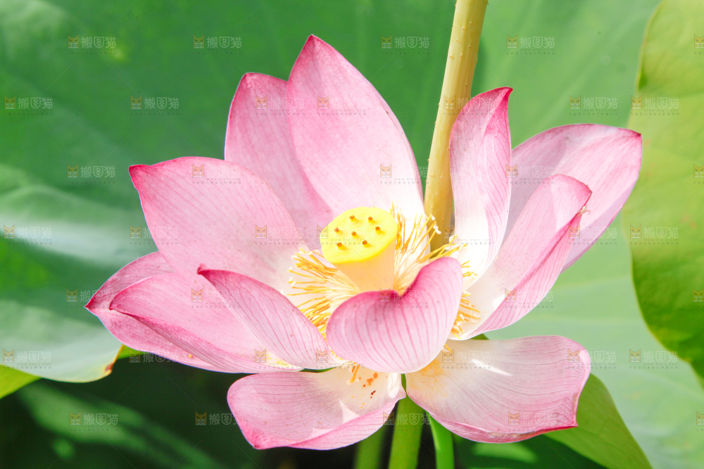 池塘里的荷花