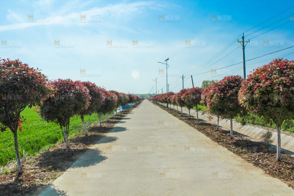 一条乡间道路