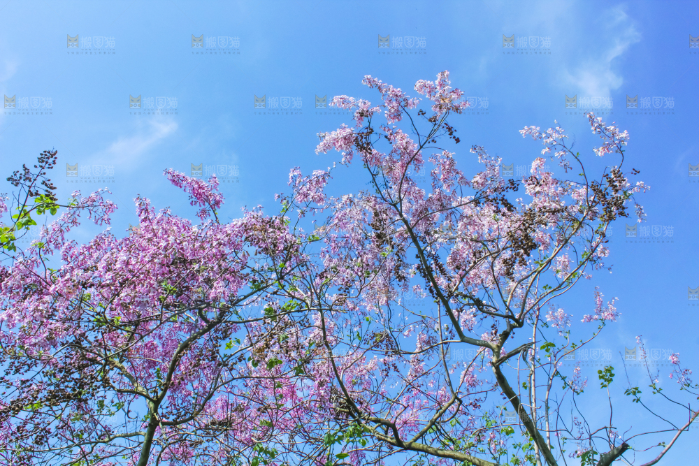 洋槐树上开着花