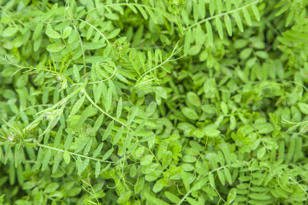 一片绿色植物