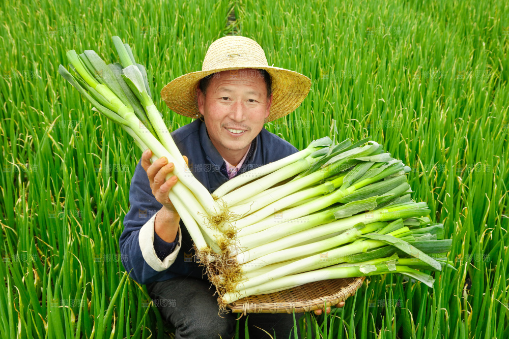 农民手里拿着大葱
