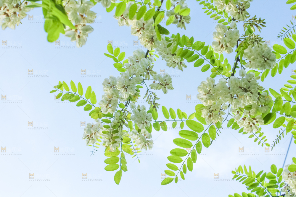 槐树槐花