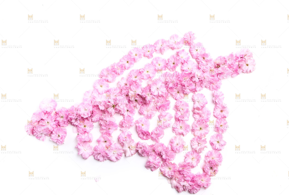 白底上的花朵