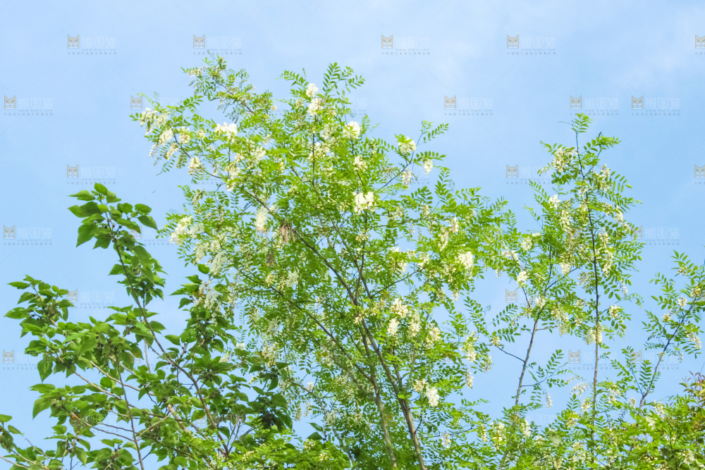 槐树槐花