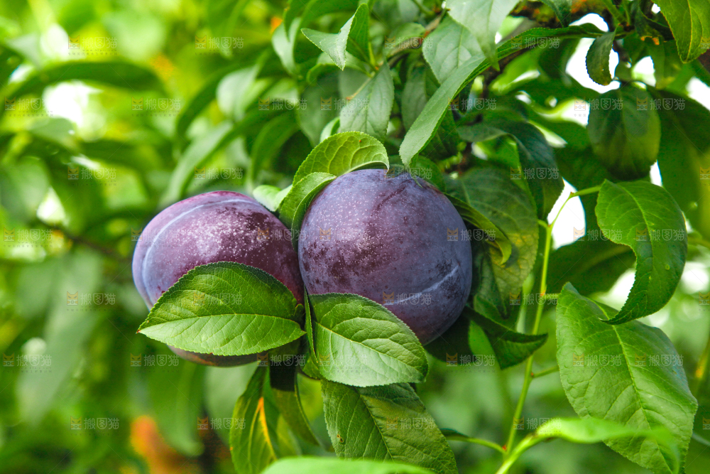 树上挂着黑布李