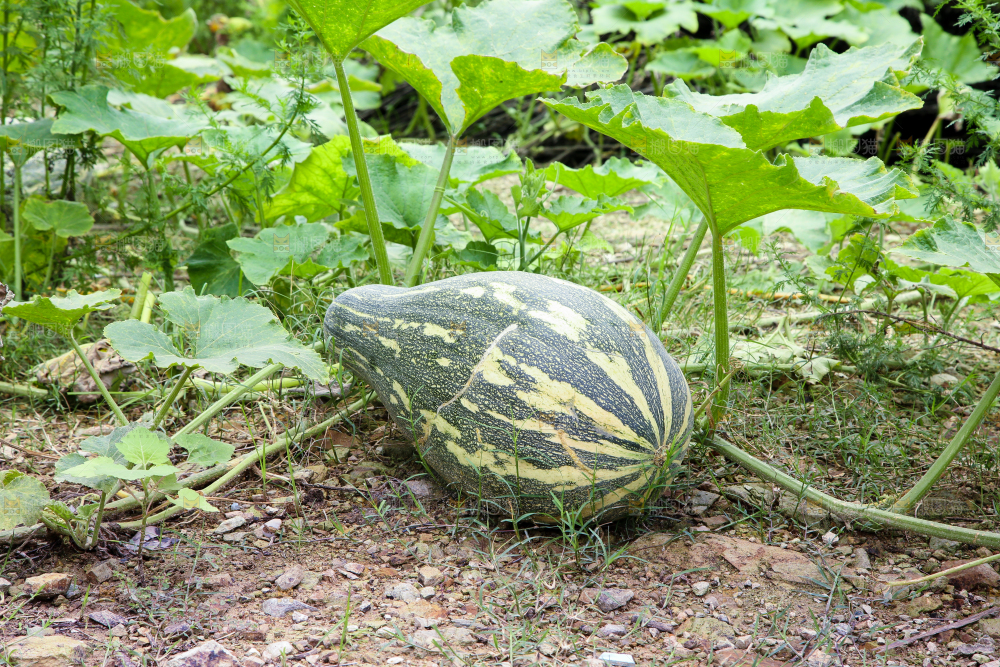 地里的南瓜