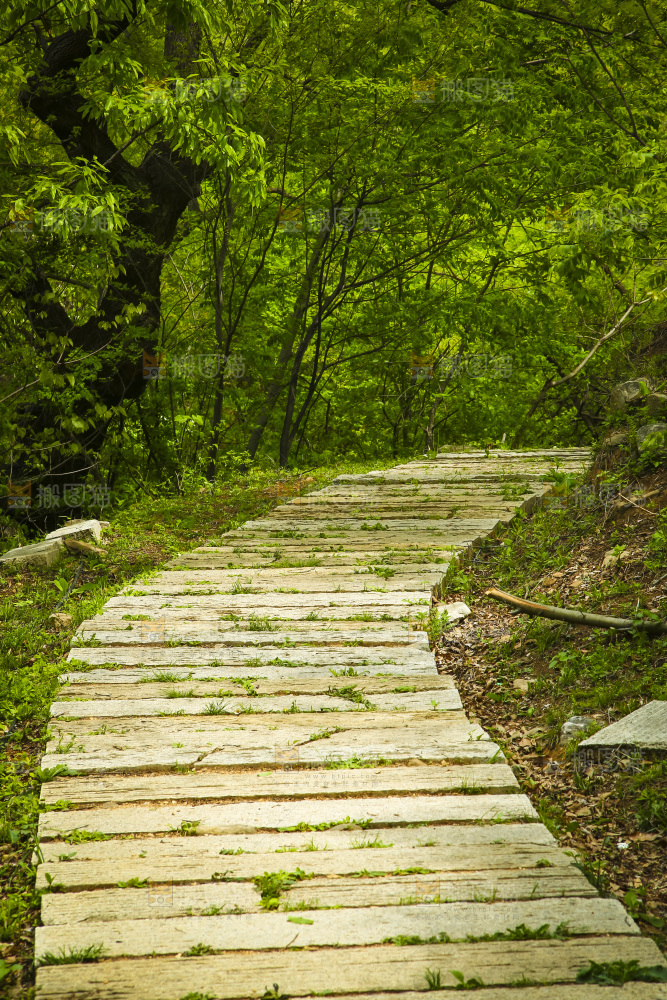 林间小路