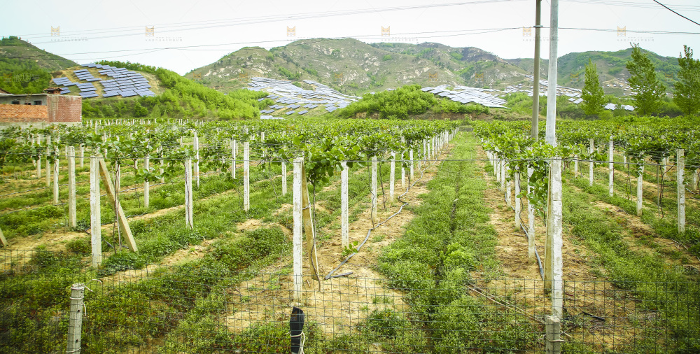 水果种植基地