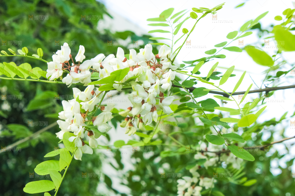 槐树槐花