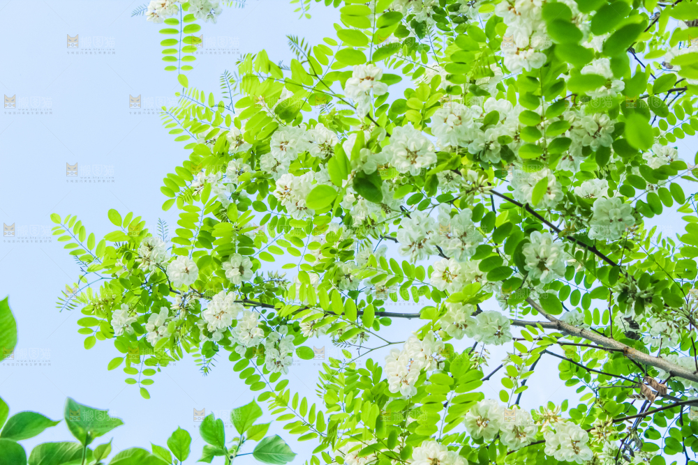 槐树槐花