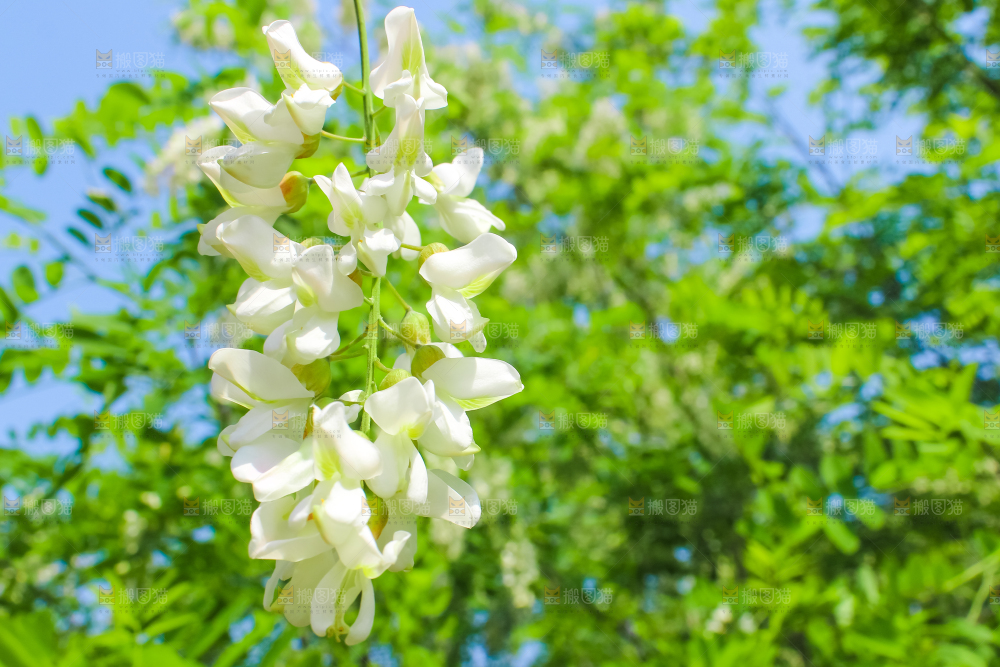 槐树槐花