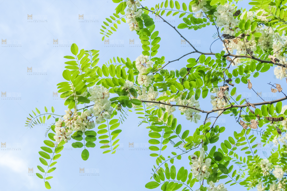 槐树槐花