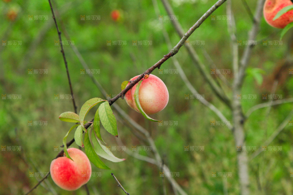 树上挂着桃子
