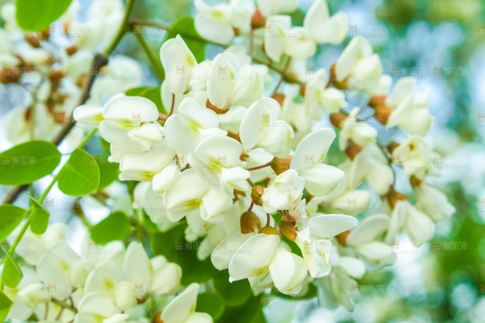 槐树槐花