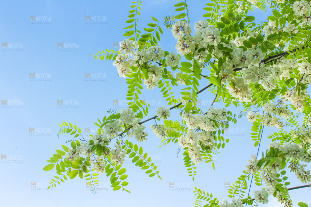 槐树槐花
