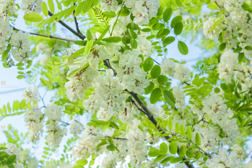 槐树槐花