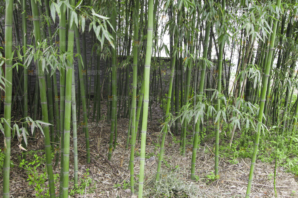 竹林里的竹笋