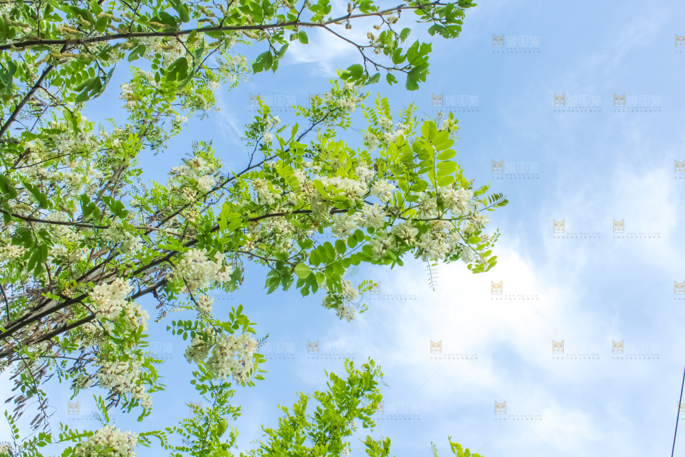 槐树槐花