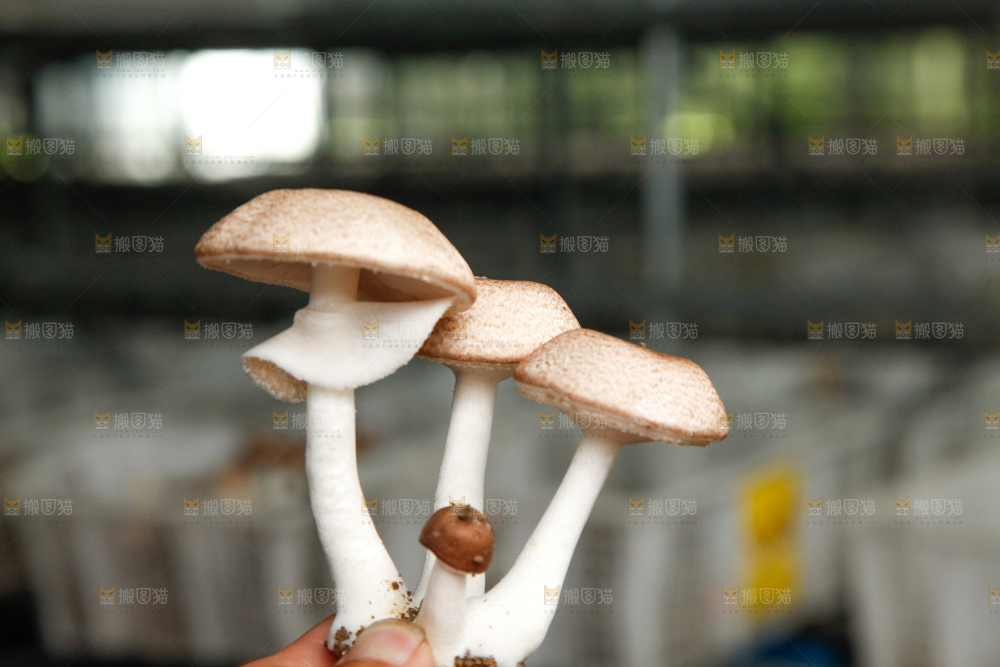土里的蘑菇