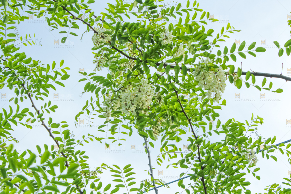 槐树槐花