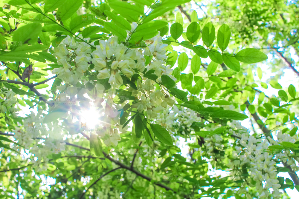槐树槐花