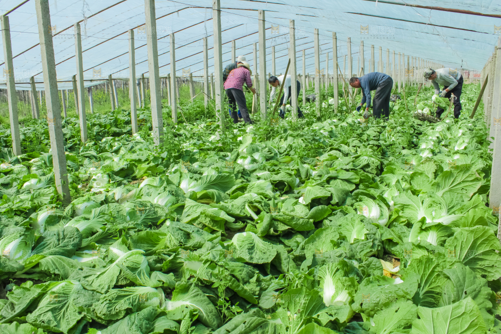 农民正在摘白菜
