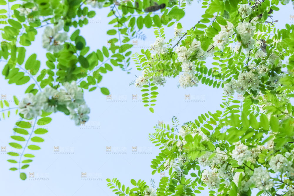 槐树槐花