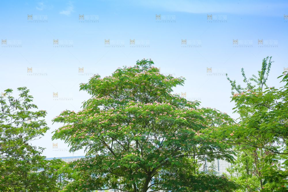 合欢树绿植