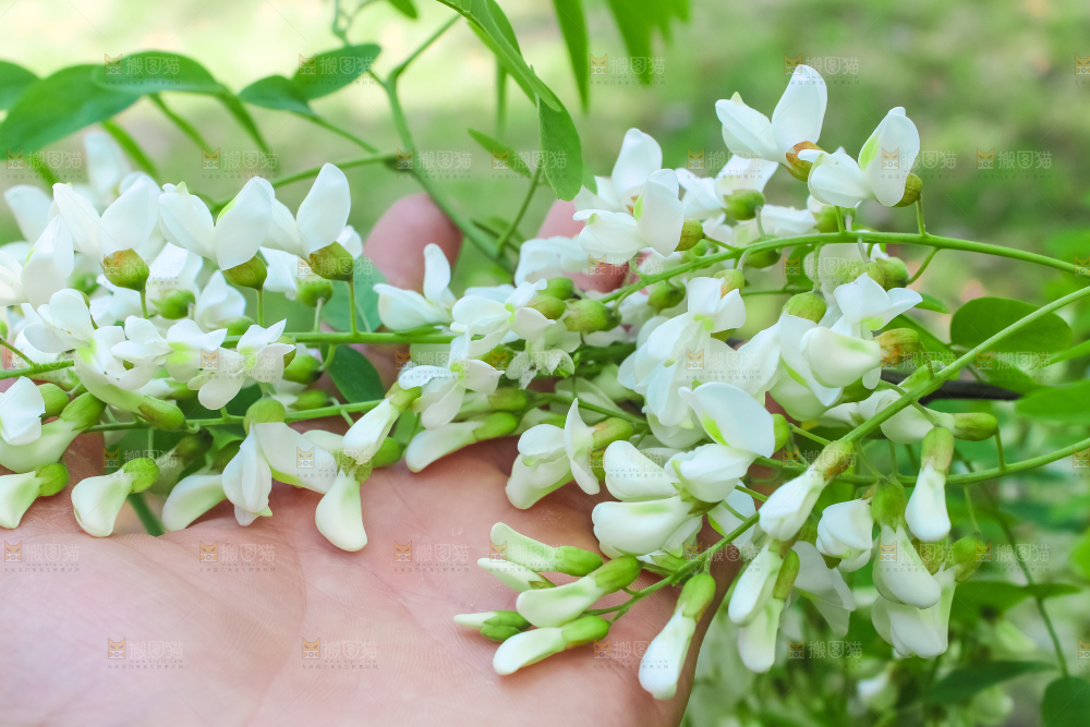 槐树槐花