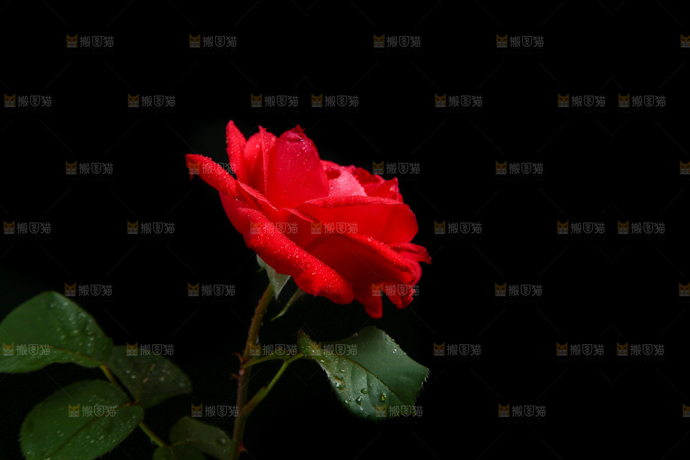黑底上的玫瑰花