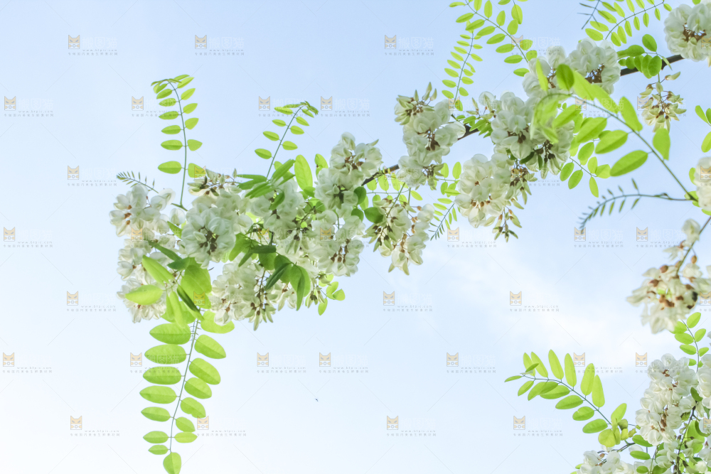槐树槐花