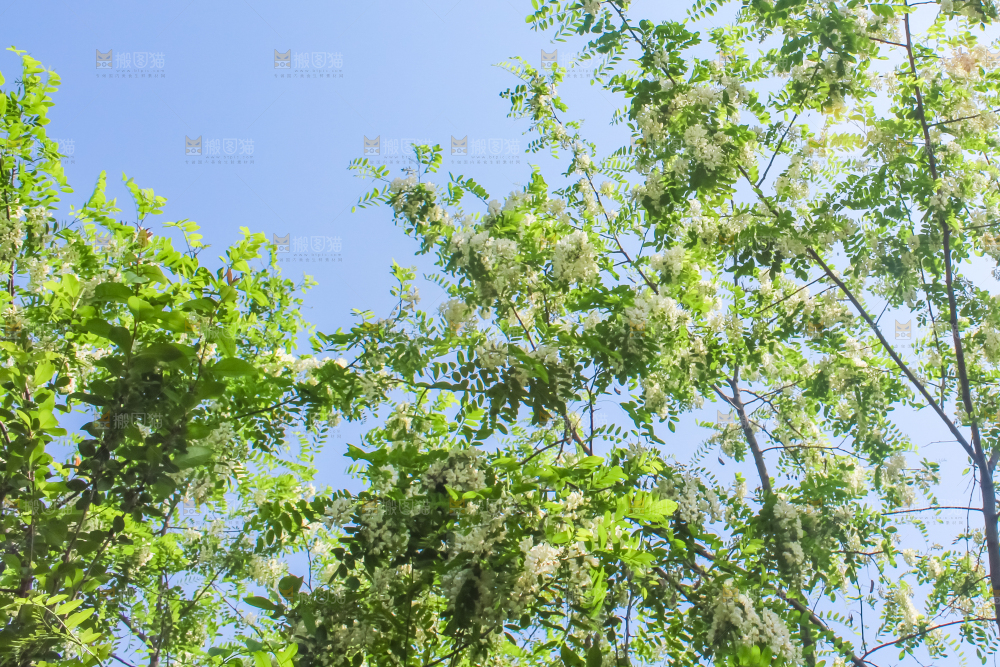 槐树槐花