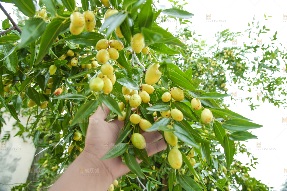 树上的枣子