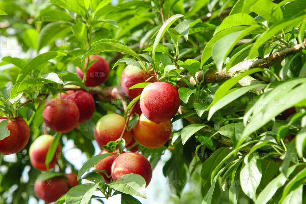 李子树上的红布李
