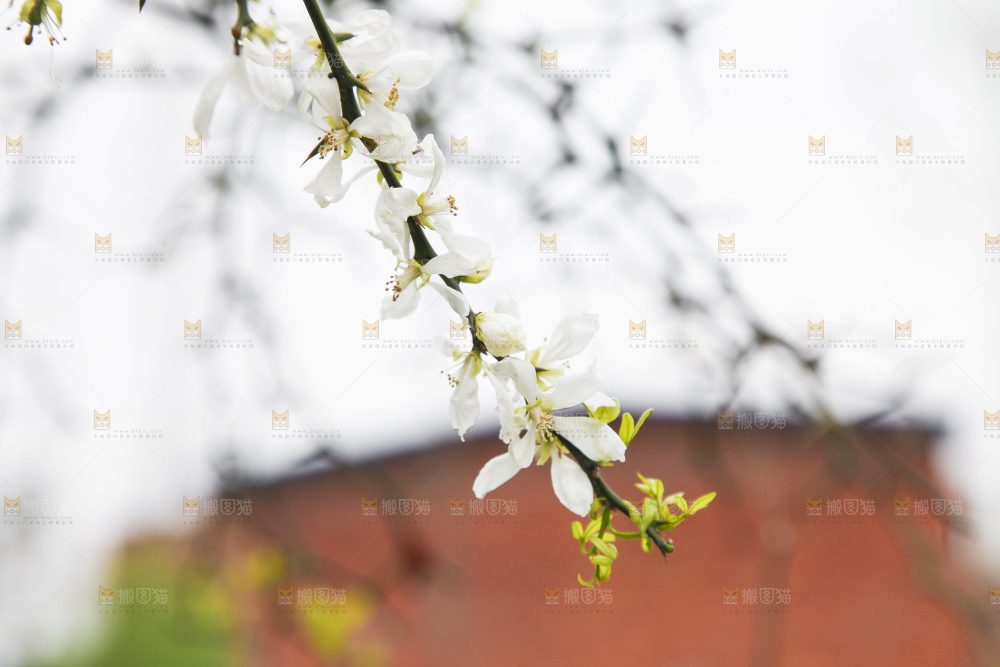 树上开着花