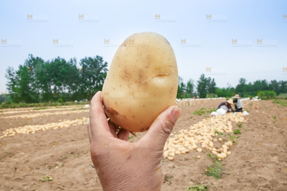 农民在收土豆