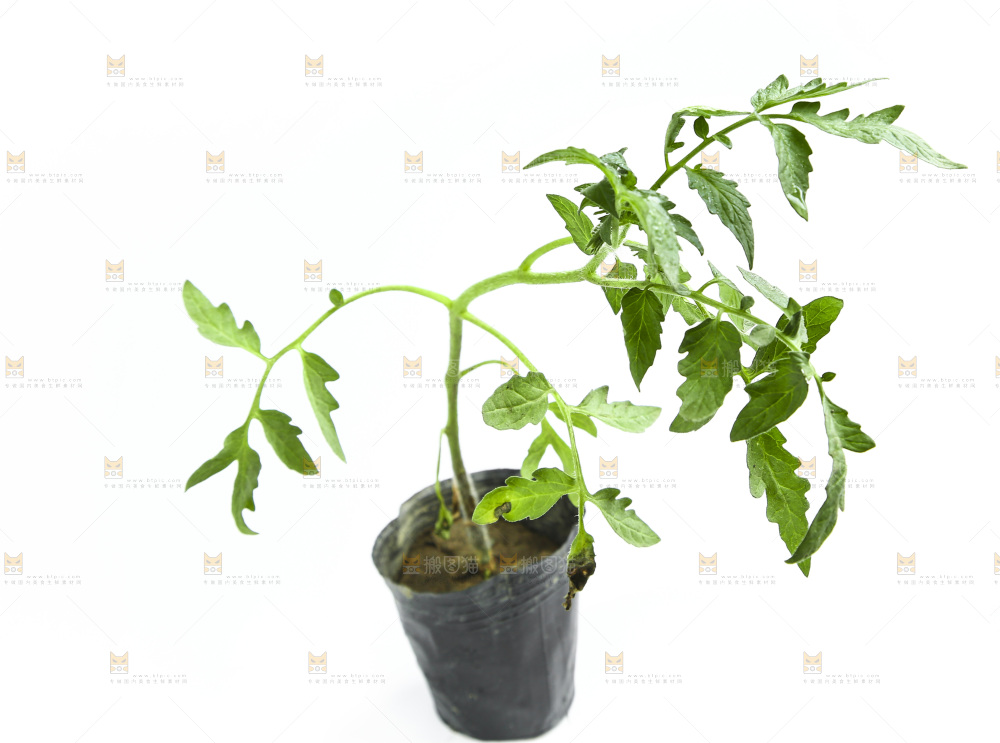 白底上放着番茄苗