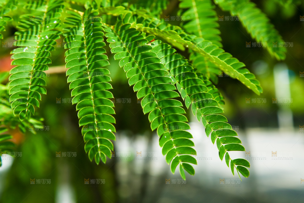 合欢树绿植