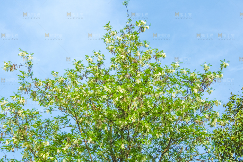 槐树槐花
