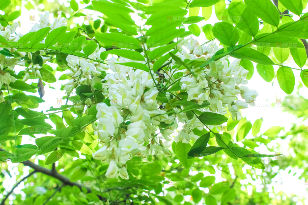 槐树槐花