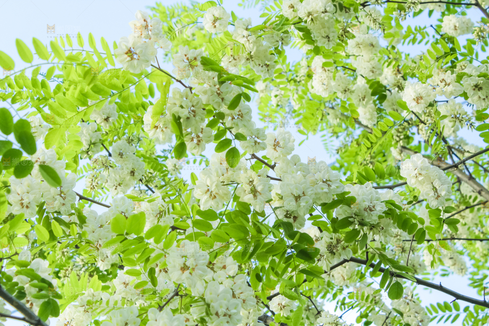 槐树槐花