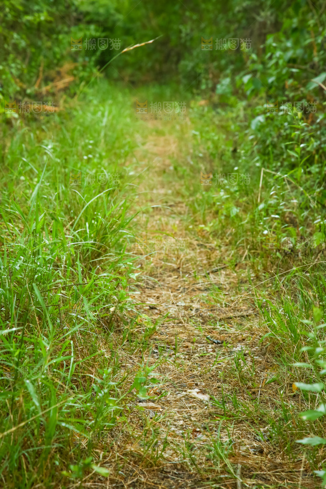 一片绿植