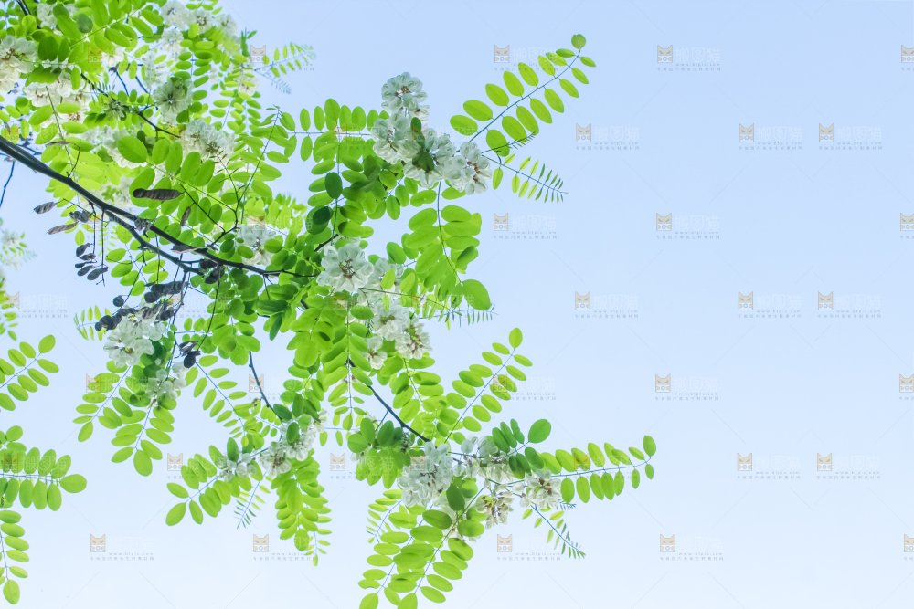 槐树槐花