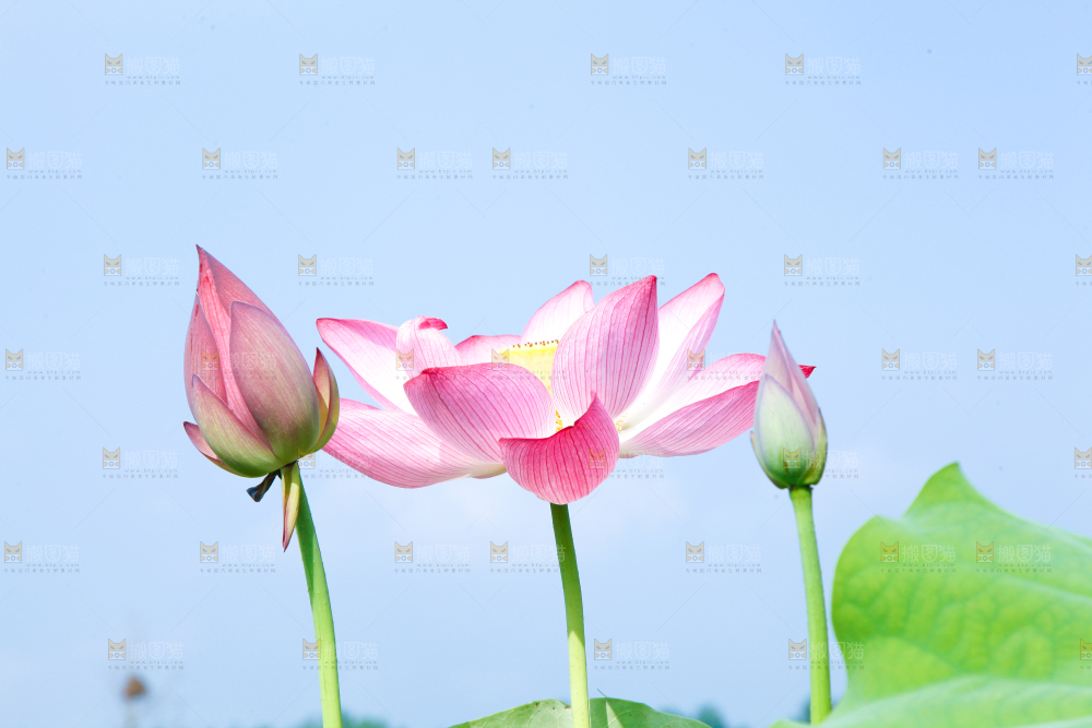 池塘里的荷花
