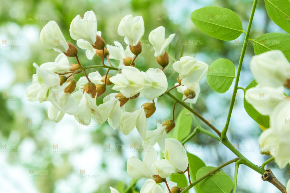 槐树槐花
