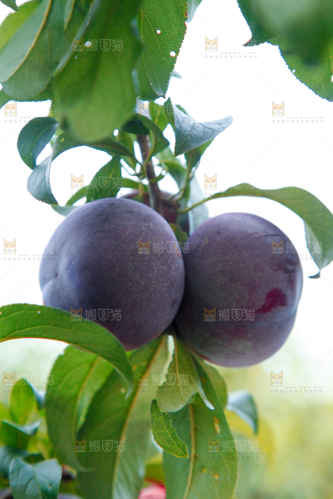 树上挂着黑布李